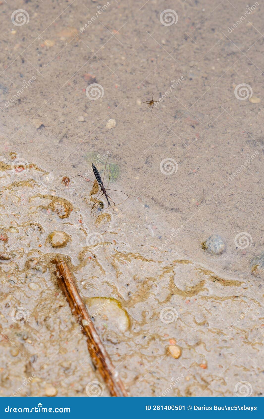 common water-measurer on coast of little river