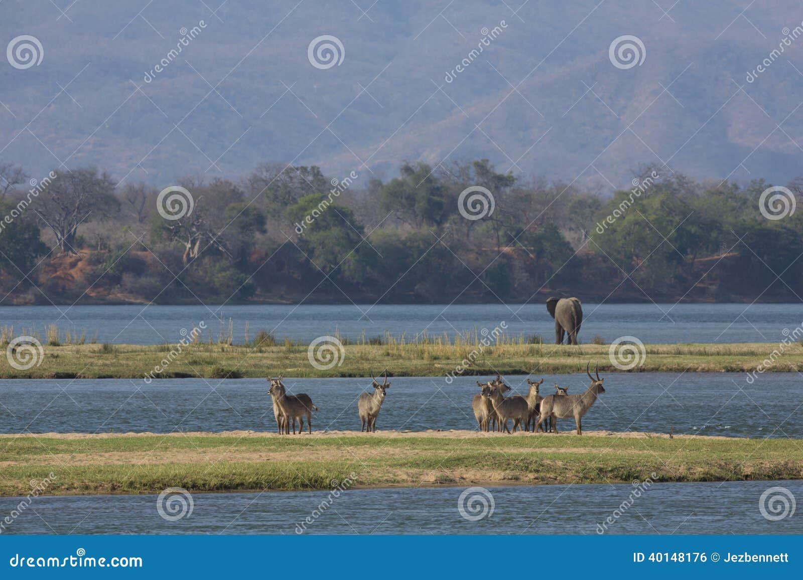 common waterbuck and elephant by the zambezi river