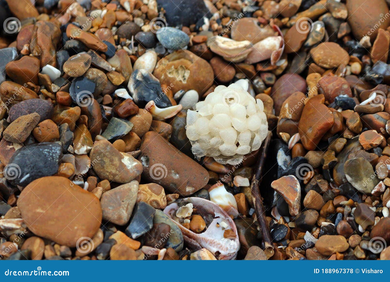 common whelk egg case