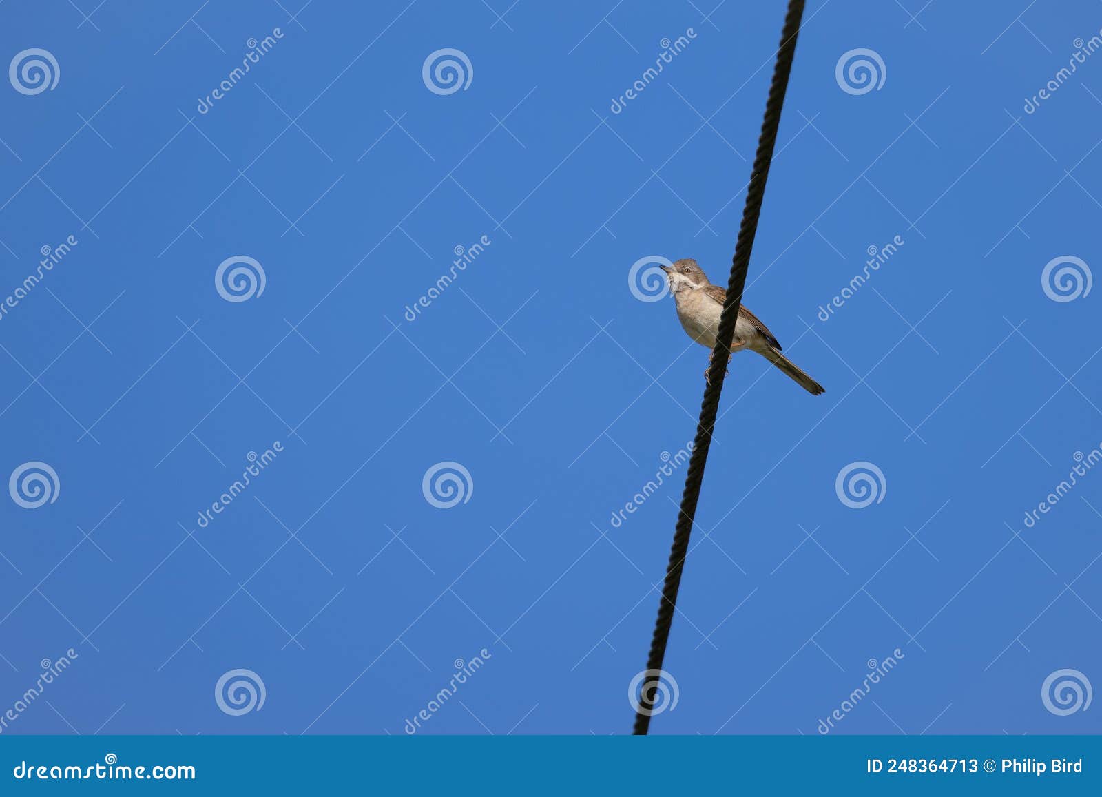 Common Whitethroat Resting on a Telephone Wire Stock Image Image of