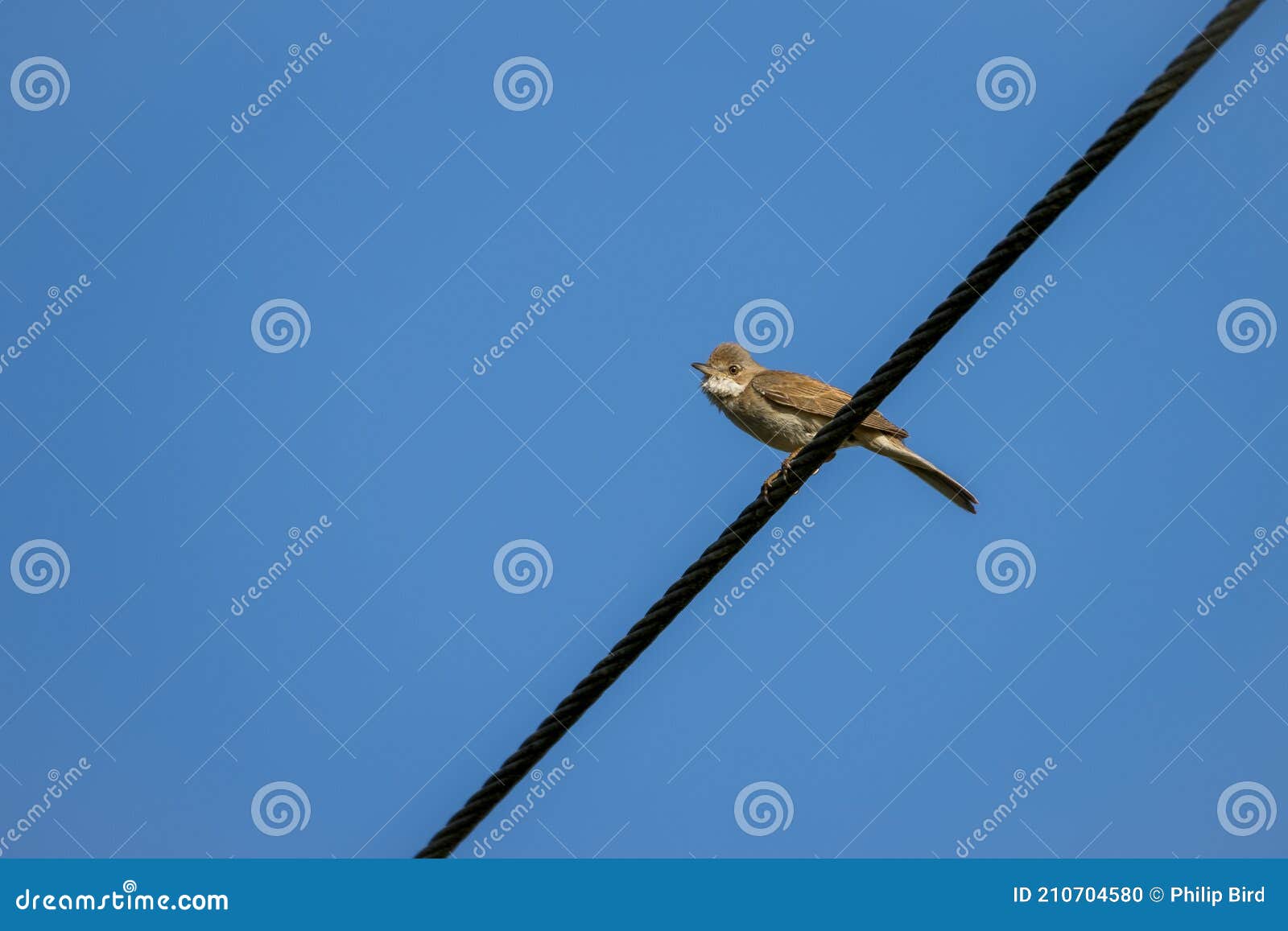 Common Whitethroat Sylvia Communis Perched on a Telephone Wire Stock