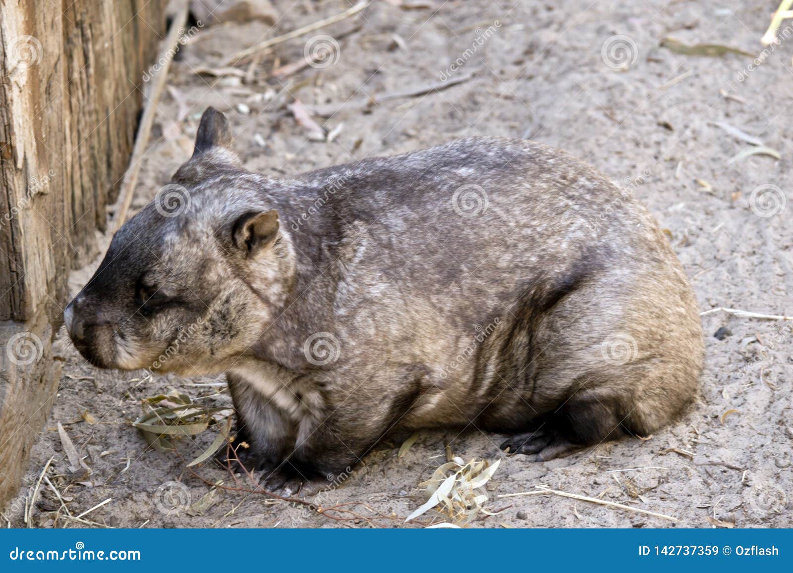 A Common Wombat Stock Image Image Of Furry Wombat A Common Wombat Stock Image Image Of Furry Wombat