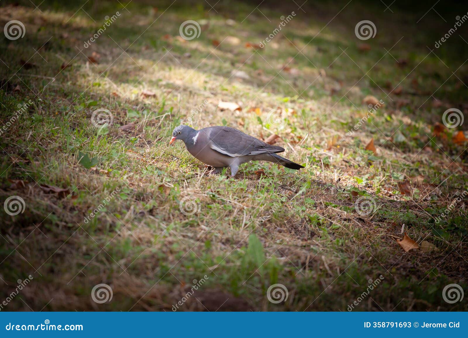 common wood pigeon (columba palumbus) pecks at seeds in short grass. its recognizable grey plumage and white neck patch