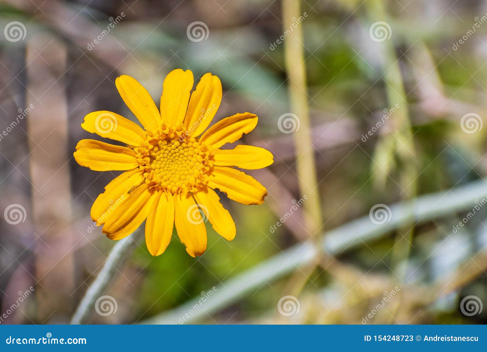 Common Woolly Sunflower Eriophyllum Lanatum Wildflower Blooming ...