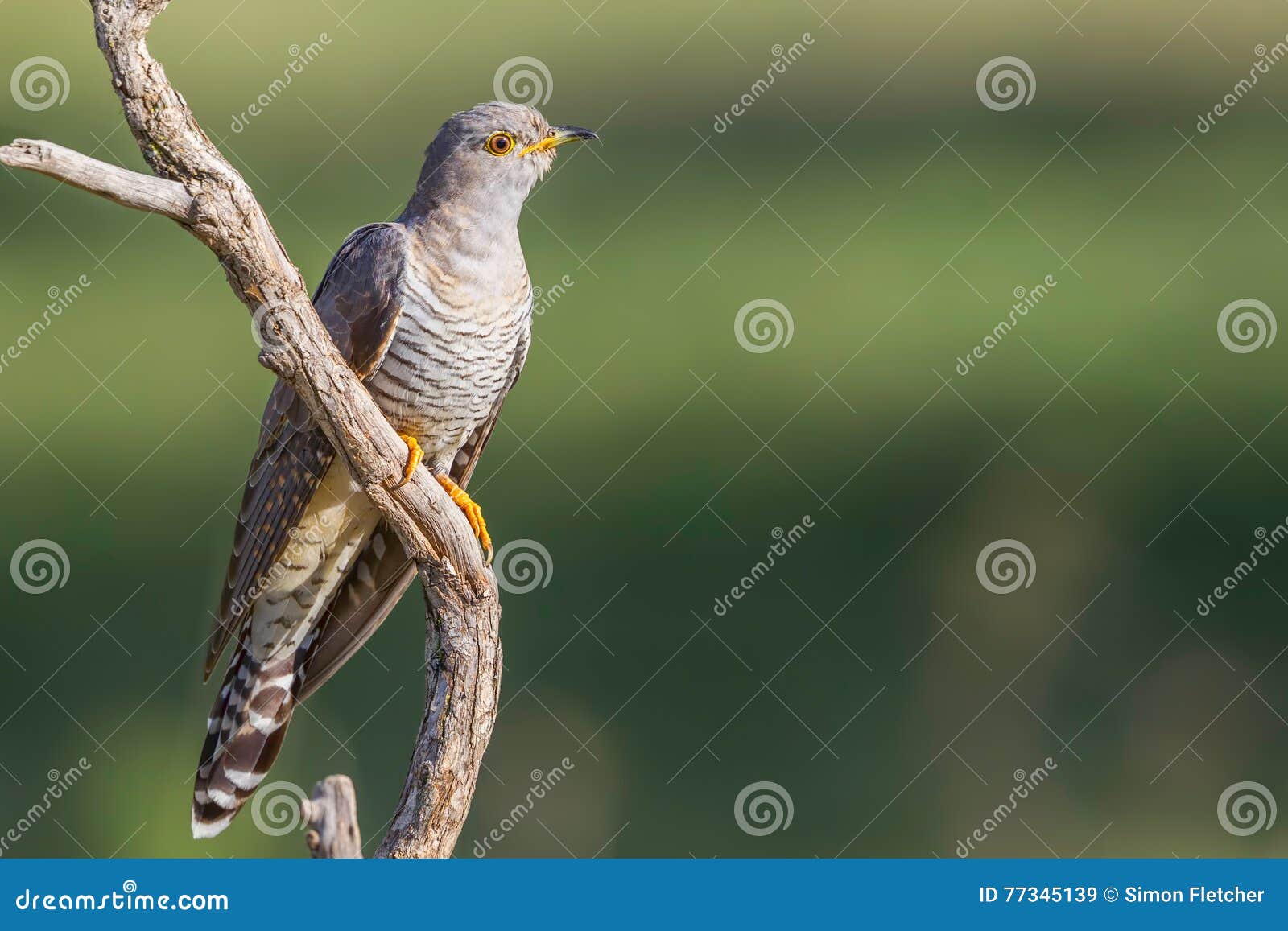 common or eurasian cuckoo, perched on dead branch