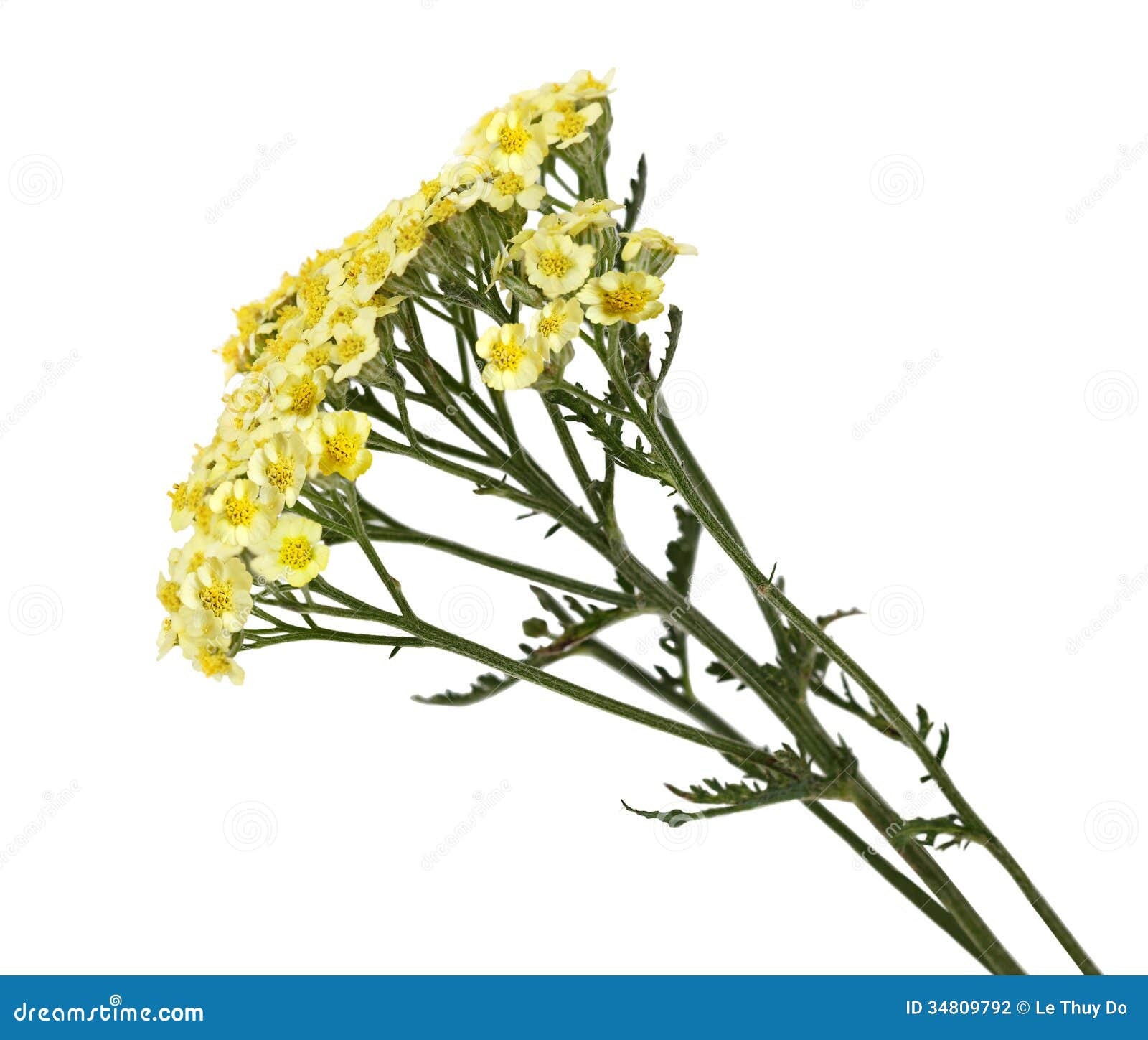 Common Yarrow Flower Stock Photo Image Of Flower Asteraceae 34809792