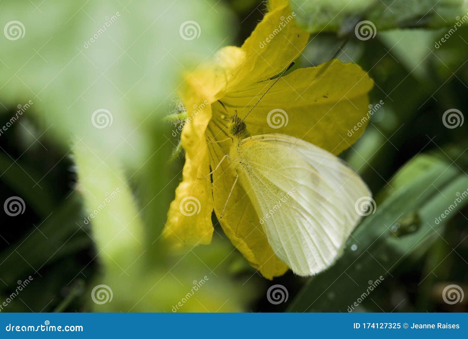 Common Yellow Butterfly Eating from a Flower Stock Image Image of