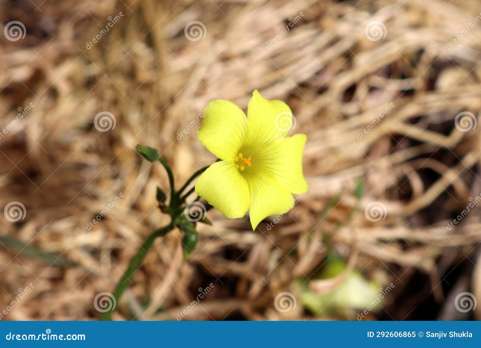 common yellow woodsorrel (oxalis stricta) in bloom : (pix sanjiv shukla)