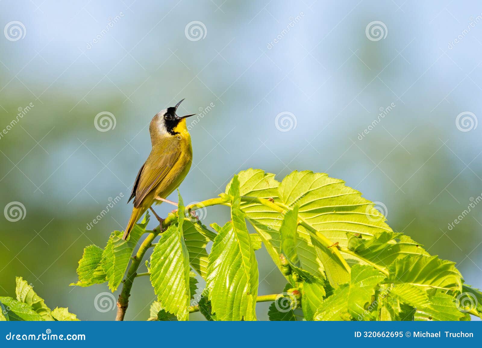 a common yellowthroat warbler sings on top of a tree