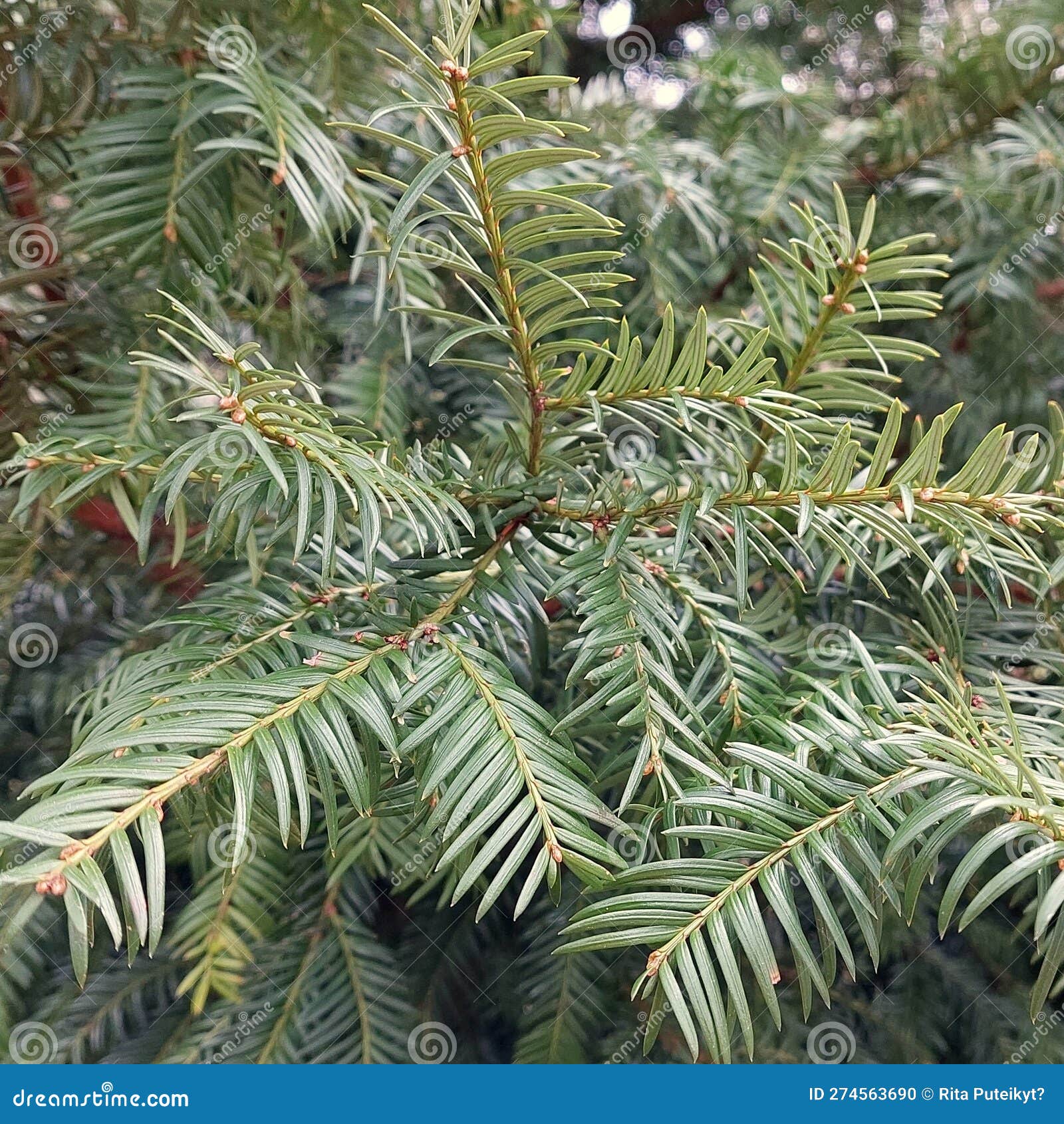 Common Yew (Taxus baccata) stock photo. Image of poisonous 274563690