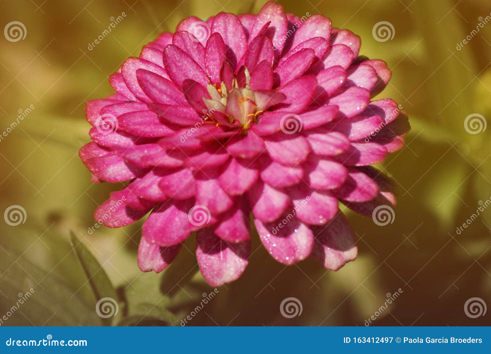 Common Zinnia Pink Flower Stock Image Image Of Botanic 163412497
