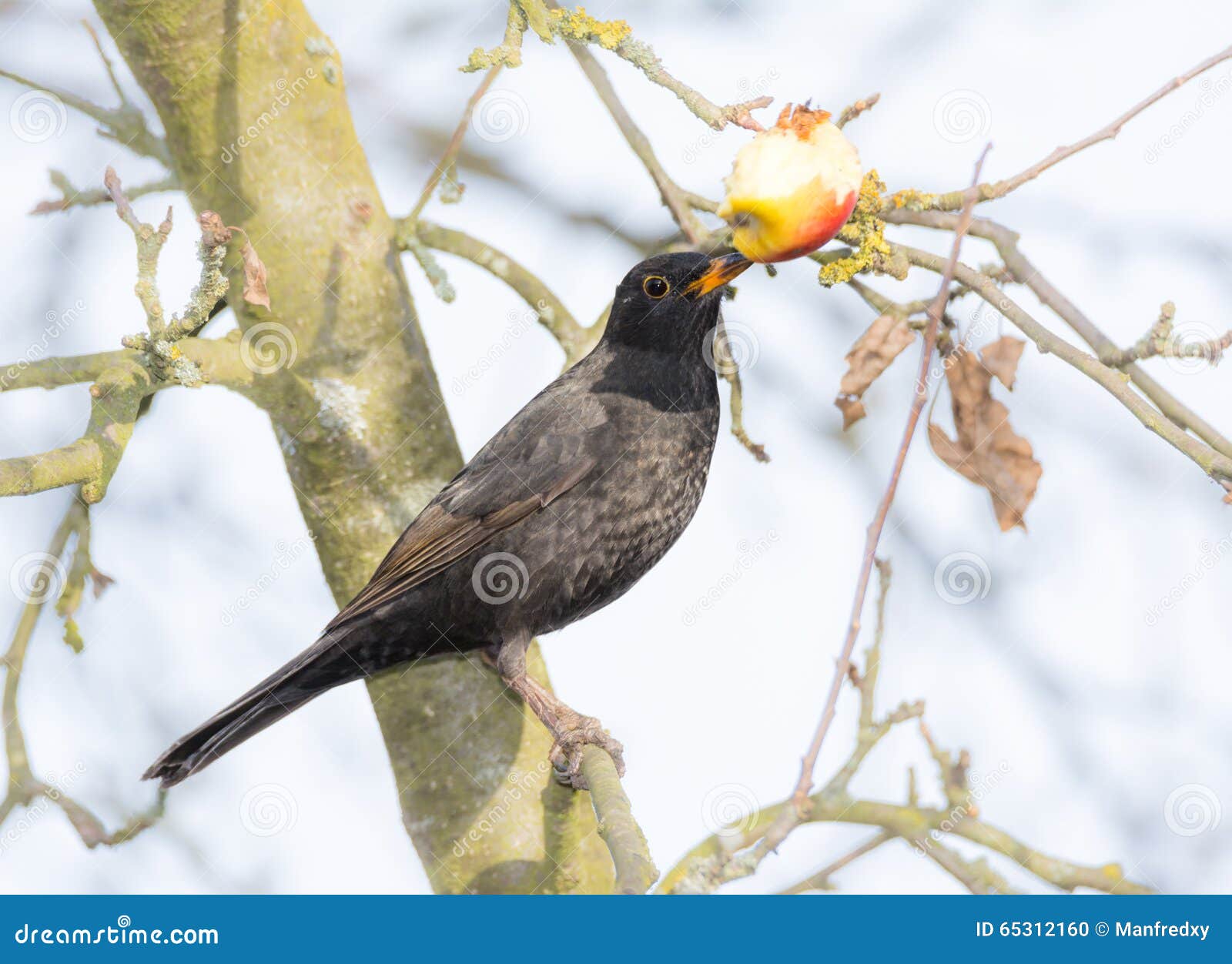 Commonb Blackbird Eating in an Apple Tree Stock Photo Image of