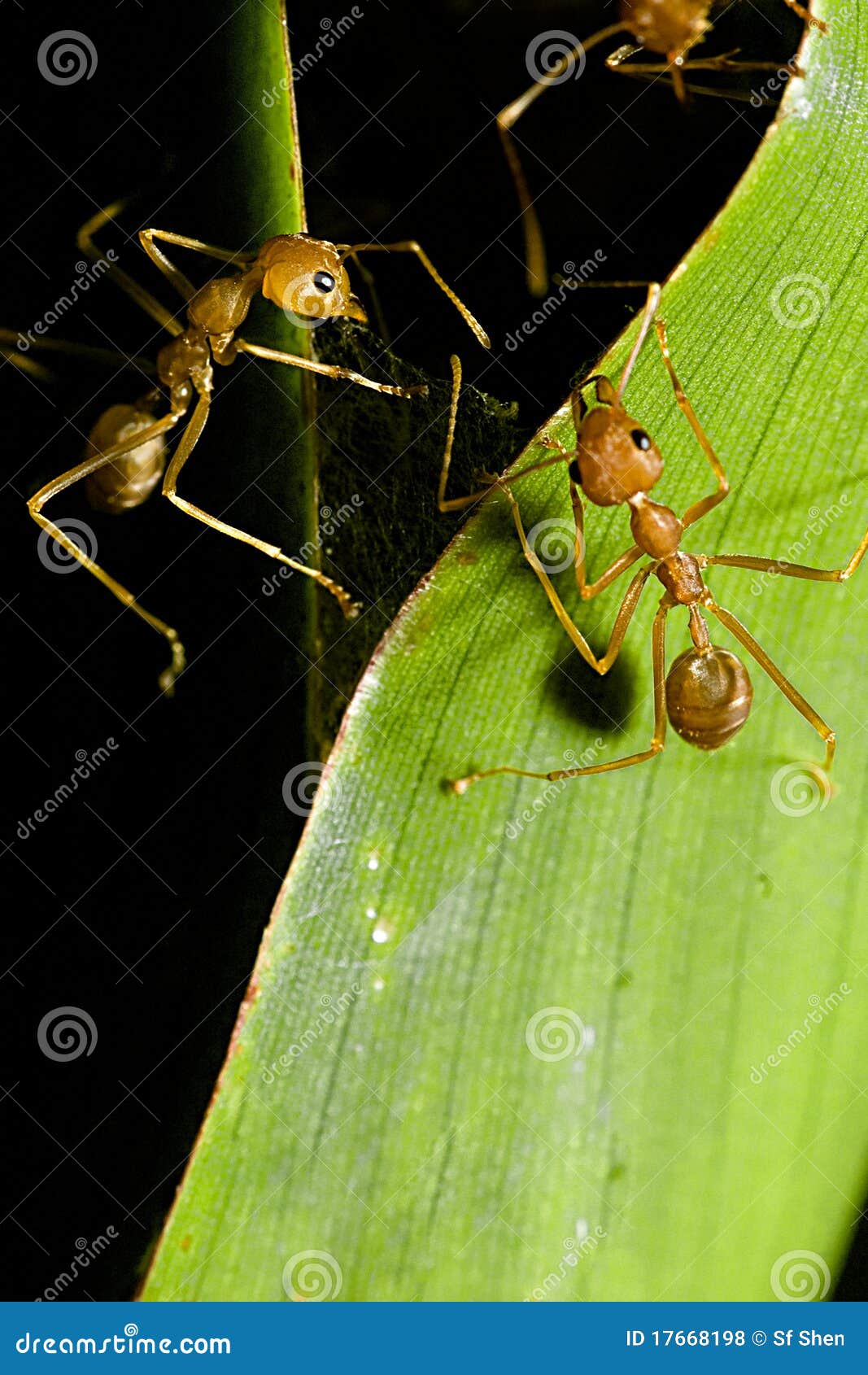 communicating ants