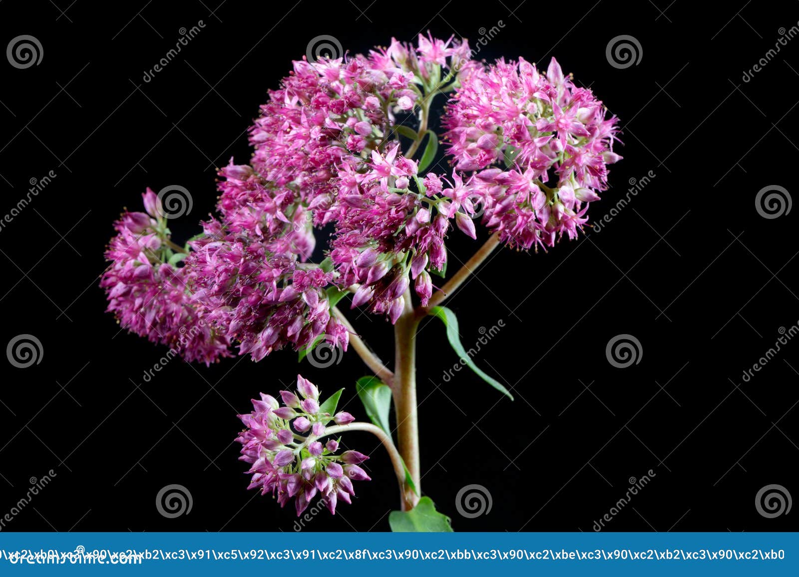 communis purpura ogra sedum hylotelephium in nigro background. a wild flower.