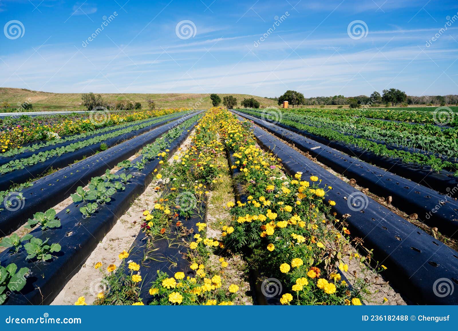 Flower Garden in Florida in Winter Stock Photo Image of broccoli