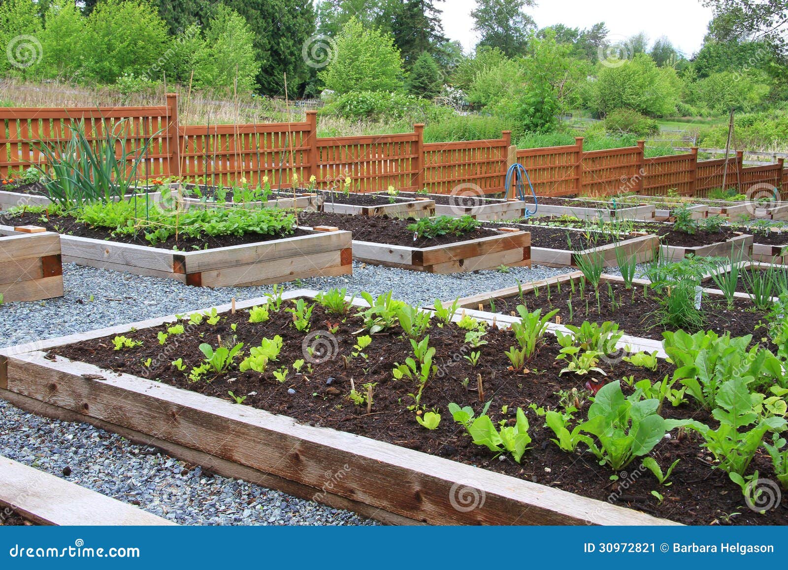 community vegetable garden