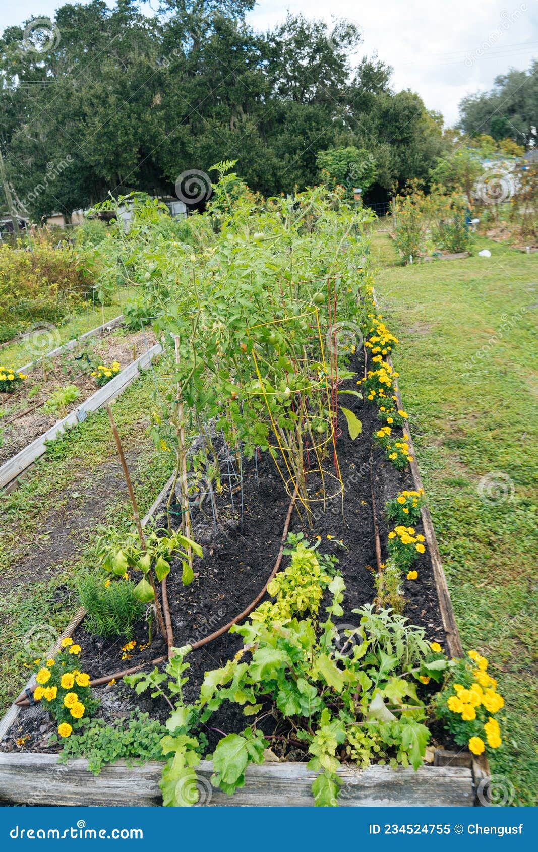 Vegetable Garden in Florida in Winter Stock Image Image of fruit
