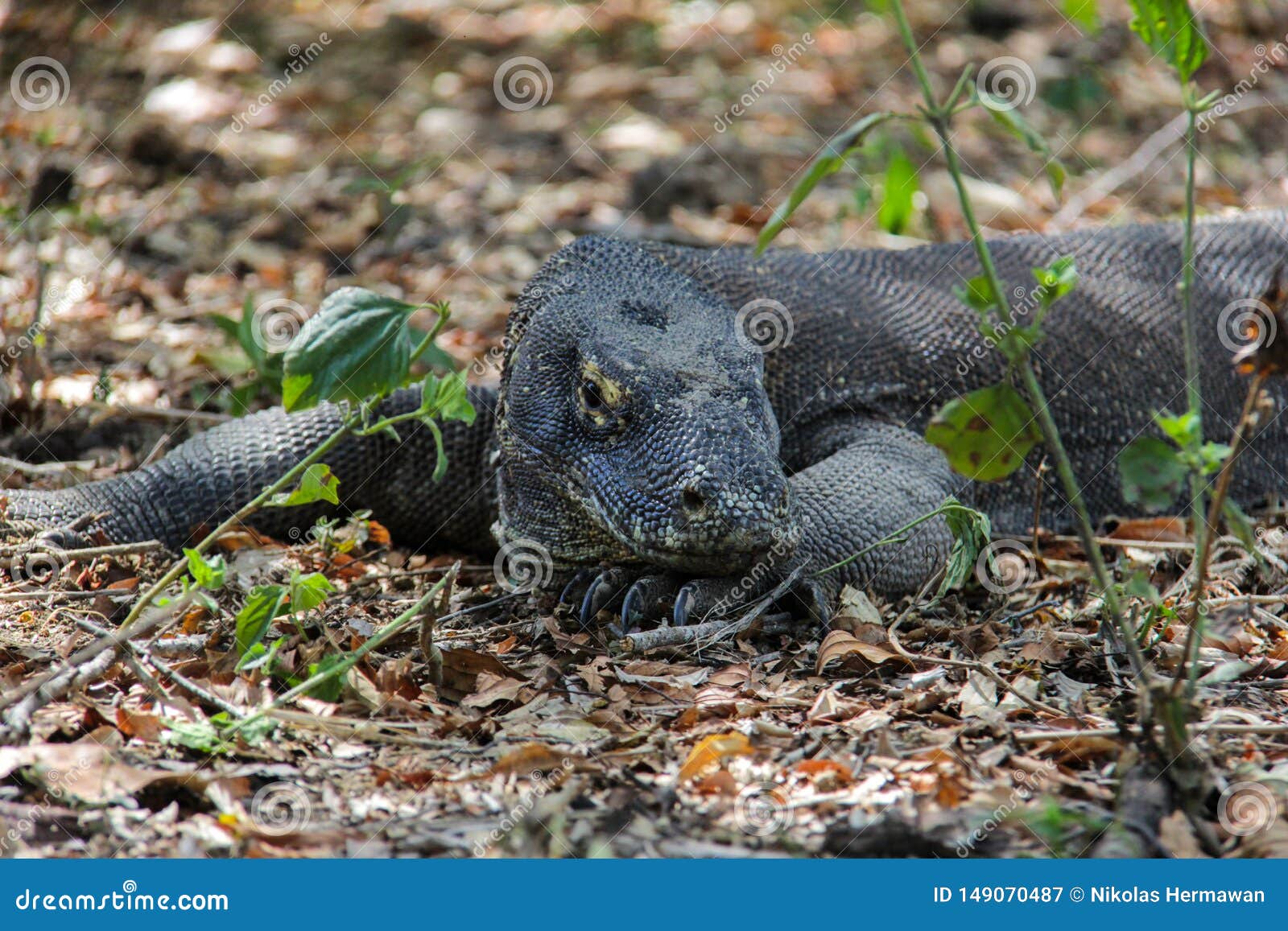 comodo dragon animal comodo dragon animal