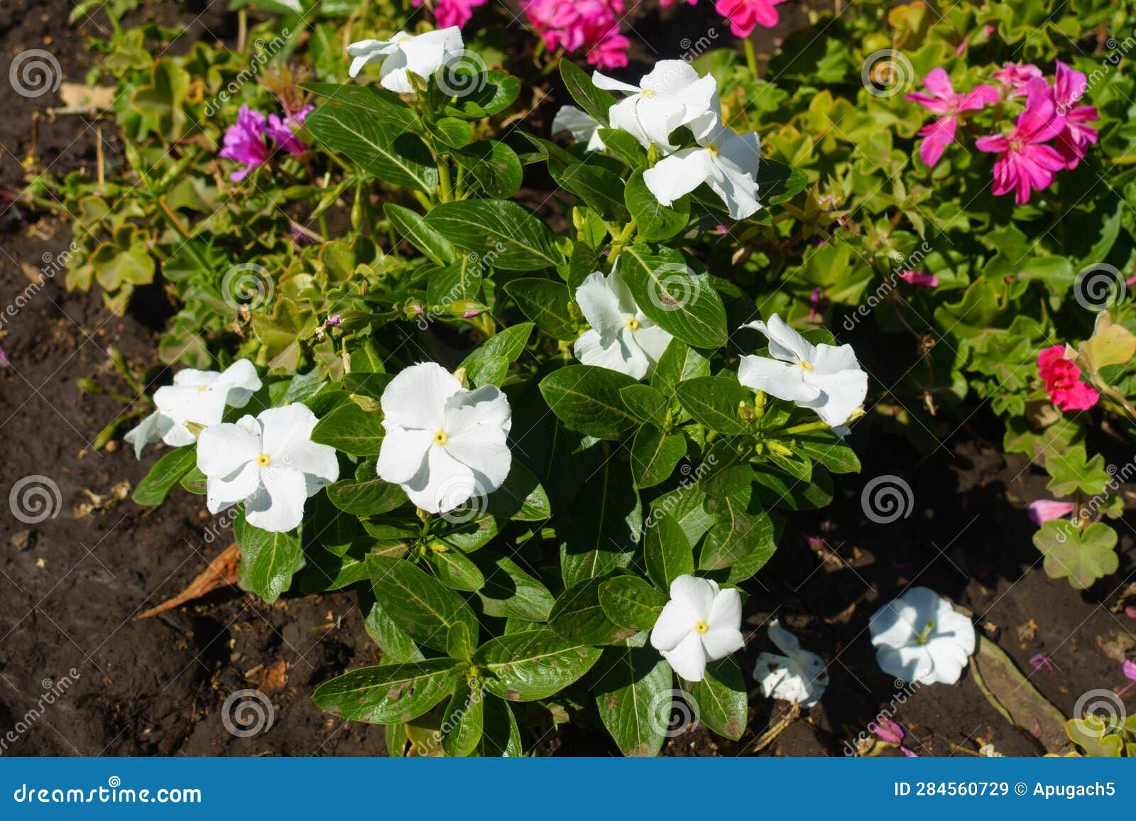 Compact Bush of Catharanthus Roseus with White Flowers in September