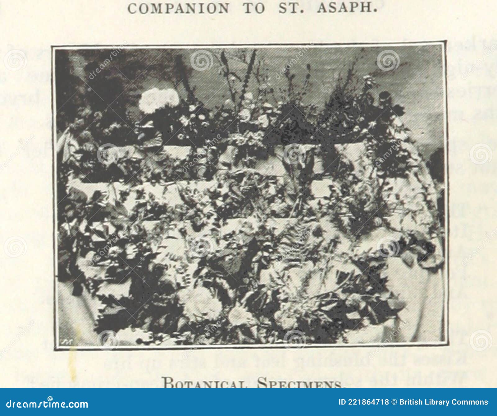 British Library Digitised Image From Page 164 Of To St