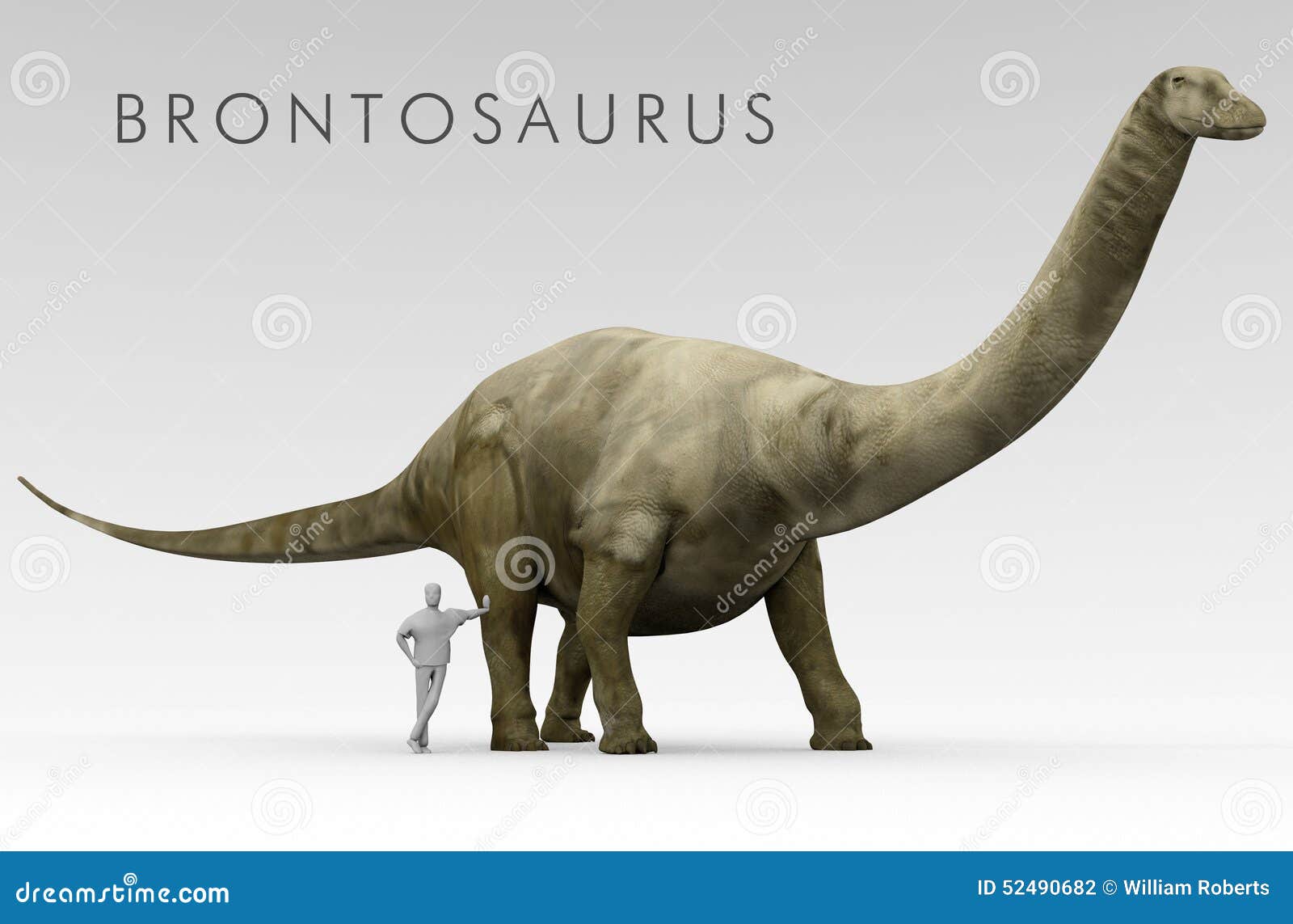Línea de metal lógica daño Comparación Del Tamaño Del Brontosaurus Y Del Ser Humano Del Dinosaurio  Stock de ilustración - Ilustración de animal, extinto: 52490682