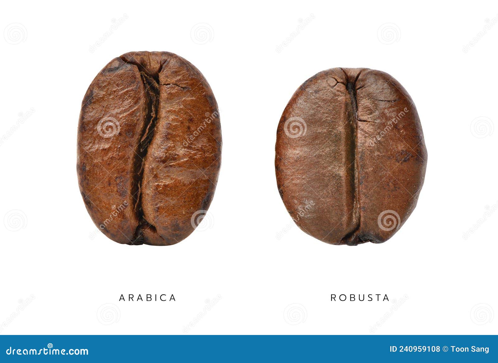 comparative of arabica and robusta coffee beans