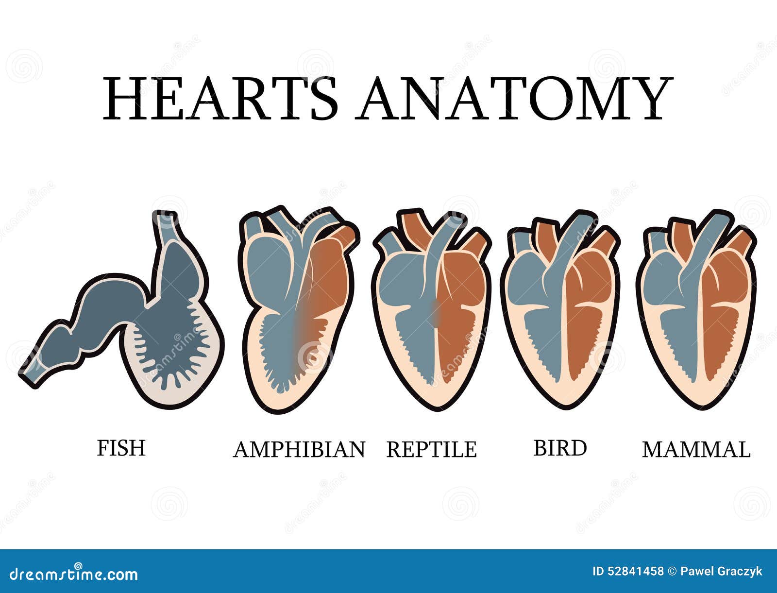 comparison of cardiac anatomy of vertebrates