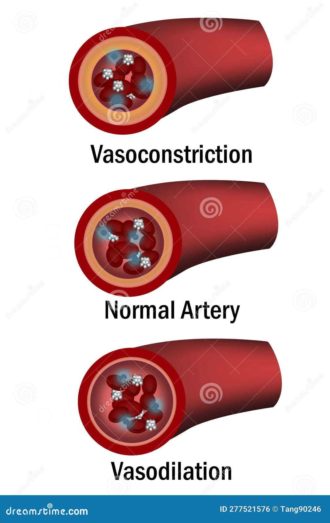Normal Vasodilation And Vasoconstriction Blood Vessel Line Color normal-vasodilation-and-vasoconstriction-blood-vessel-line-color
