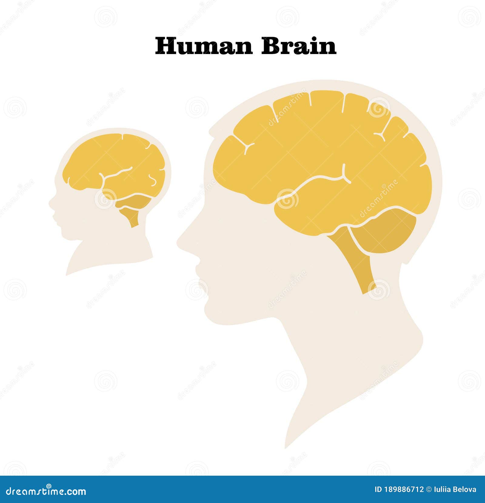 comparison of the size and characteristics of the brain and head of an adult and a newborn. silhouette. flat .  image