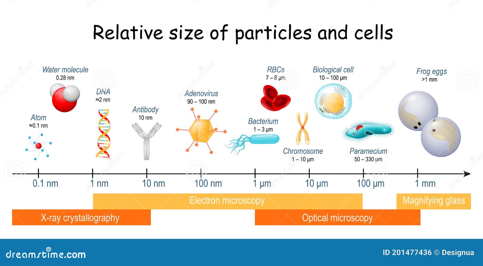 comparison size of particles and cells on biological scale
