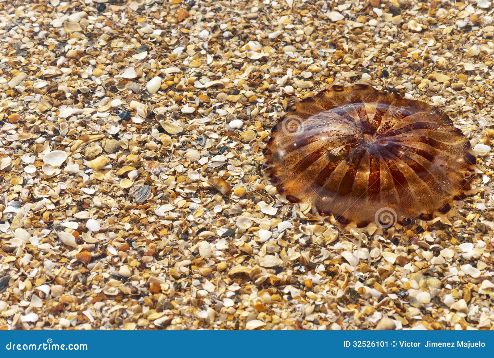 Compass Jellyfish (Chrysaora Hysoscella) Over Seashell Stock Image