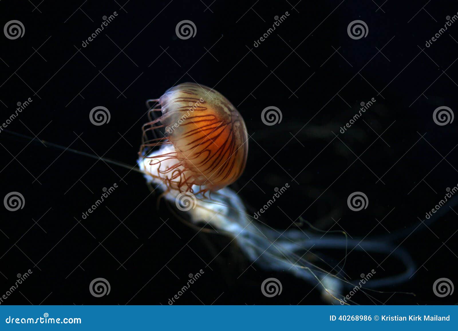 compass jellyfish, chrysaora