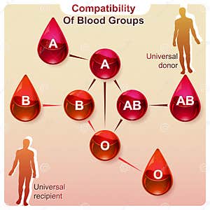 Blood Groups Universal Donor Recipient Transfusion Chart Cartoon Vector CartoonDealer