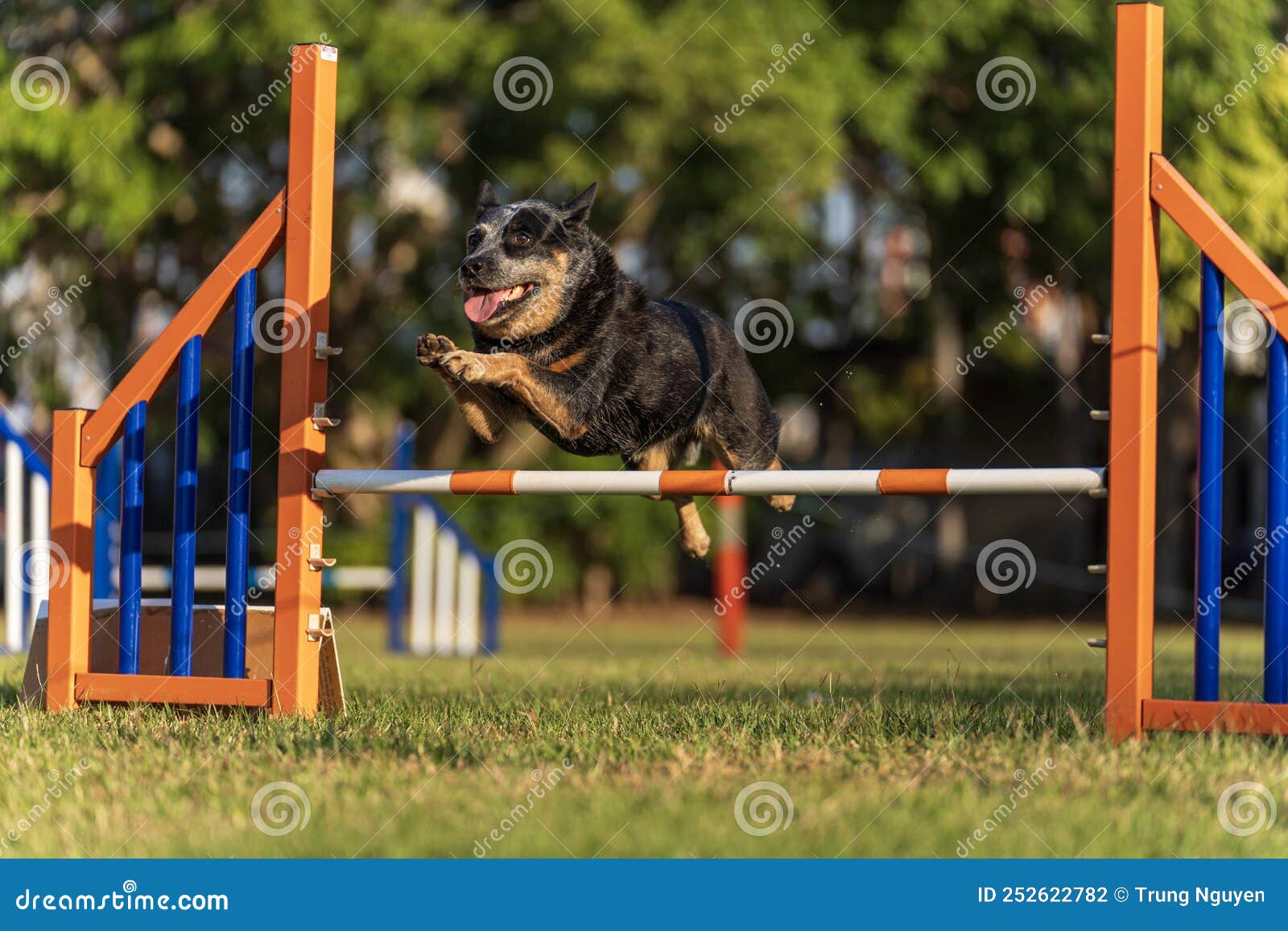 Juego De Equipo De Entrenaiento De Agilidad Para Perros, Juego De