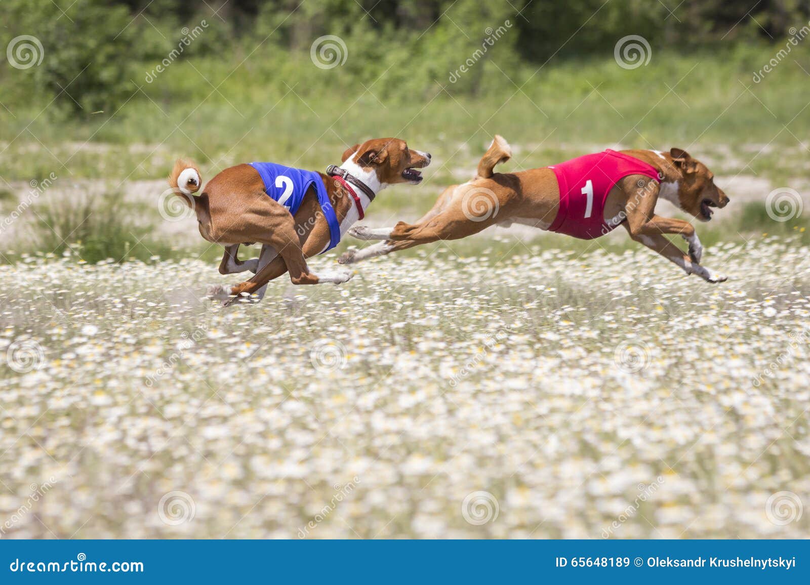 Competition Dogs. Coursing Basenji Stock Image - Image of race ...