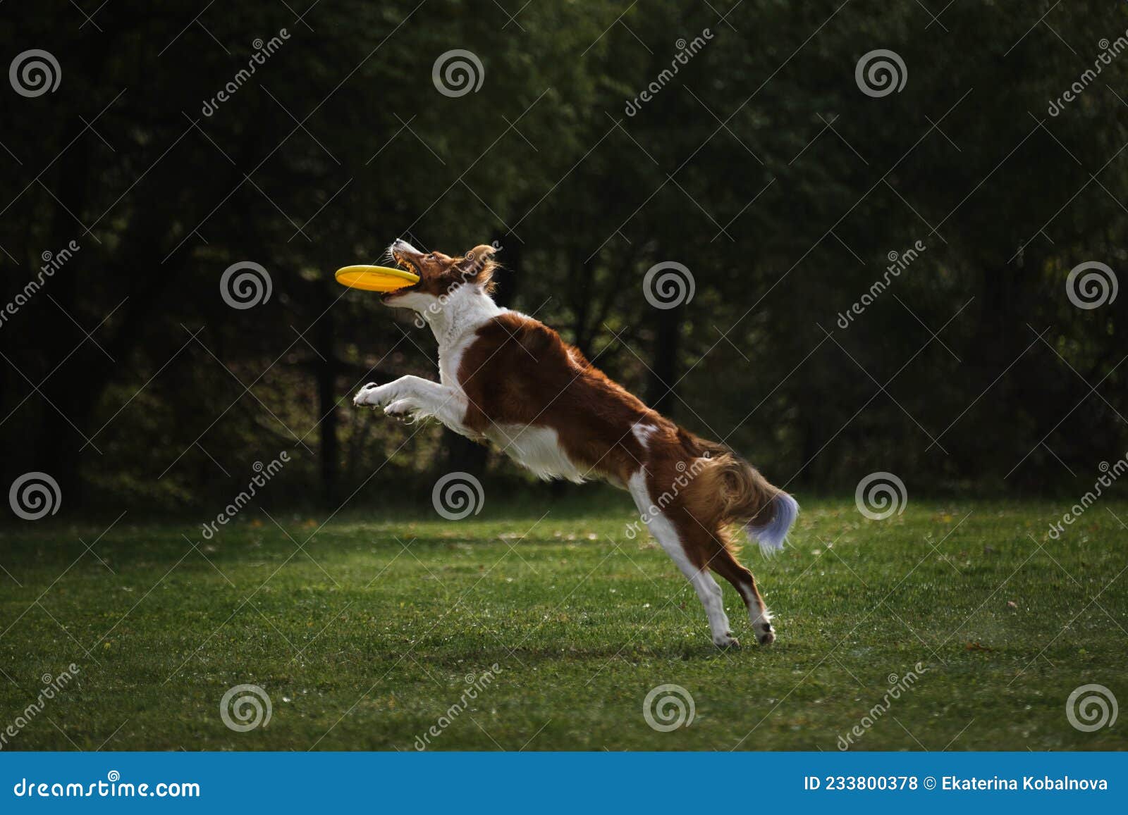 competitions and sports with dog in fresh air on green field. fluffy border collie of reddish white sable color jumps high and