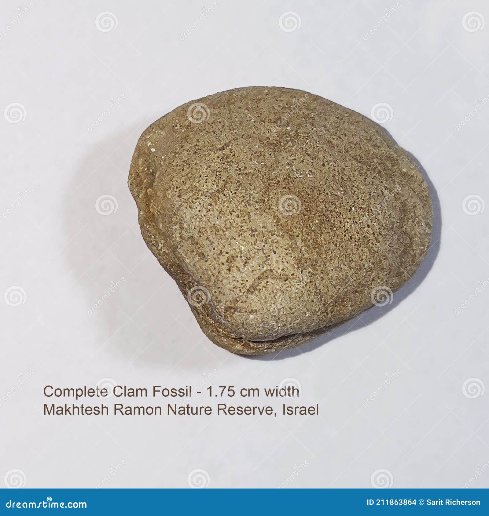 420 Fossil Clam Stock Photos - Free & Royalty-Free Stock Photos from  Dreamstime