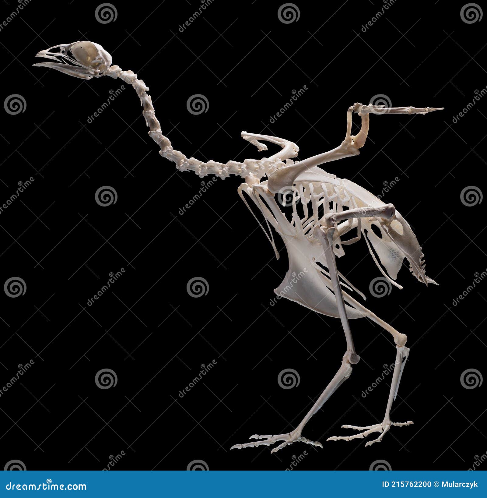 Xương chim được tìm thấy cách đây hàng trăm năm và vẫn là đề tài của nhiều học giả nghiên cứu về loài chim mất tích. Chúng ta đã khám phá được bao nhiêu bí ẩn về các xương chim này? Hãy xem hình ảnh đầy sức hút này để khám phá thêm về xương chim và cuộc sống của chúng trong quá khứ. (Translation: Bird skeletons were found hundreds of years ago and still fascinate many scholars studying extinct bird species. How many secrets have we uncovered about these bird skeletons? Watch this attractive image to discover more about bird skeletons and their life in the past.)