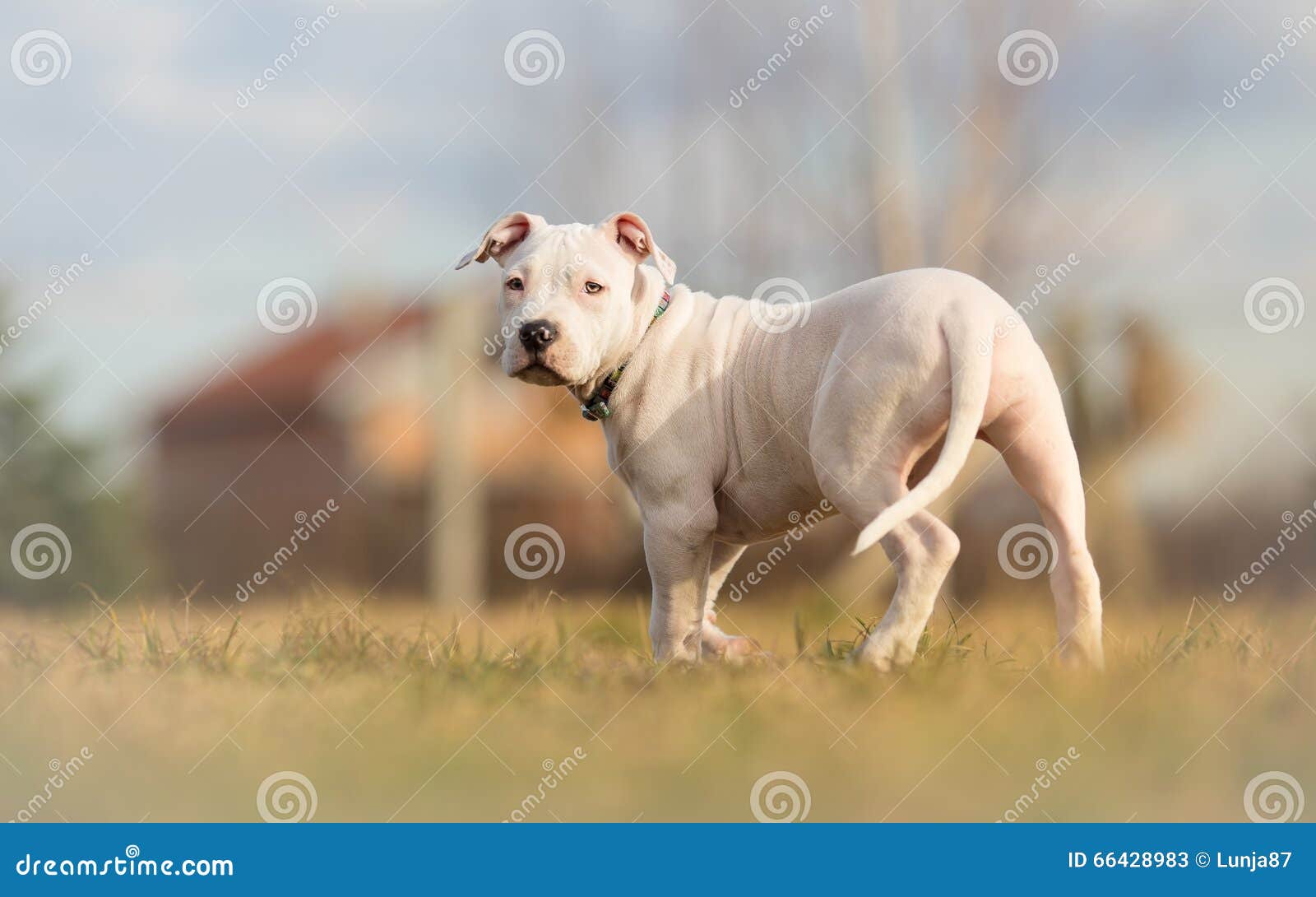 completely white american staffordshire terrier