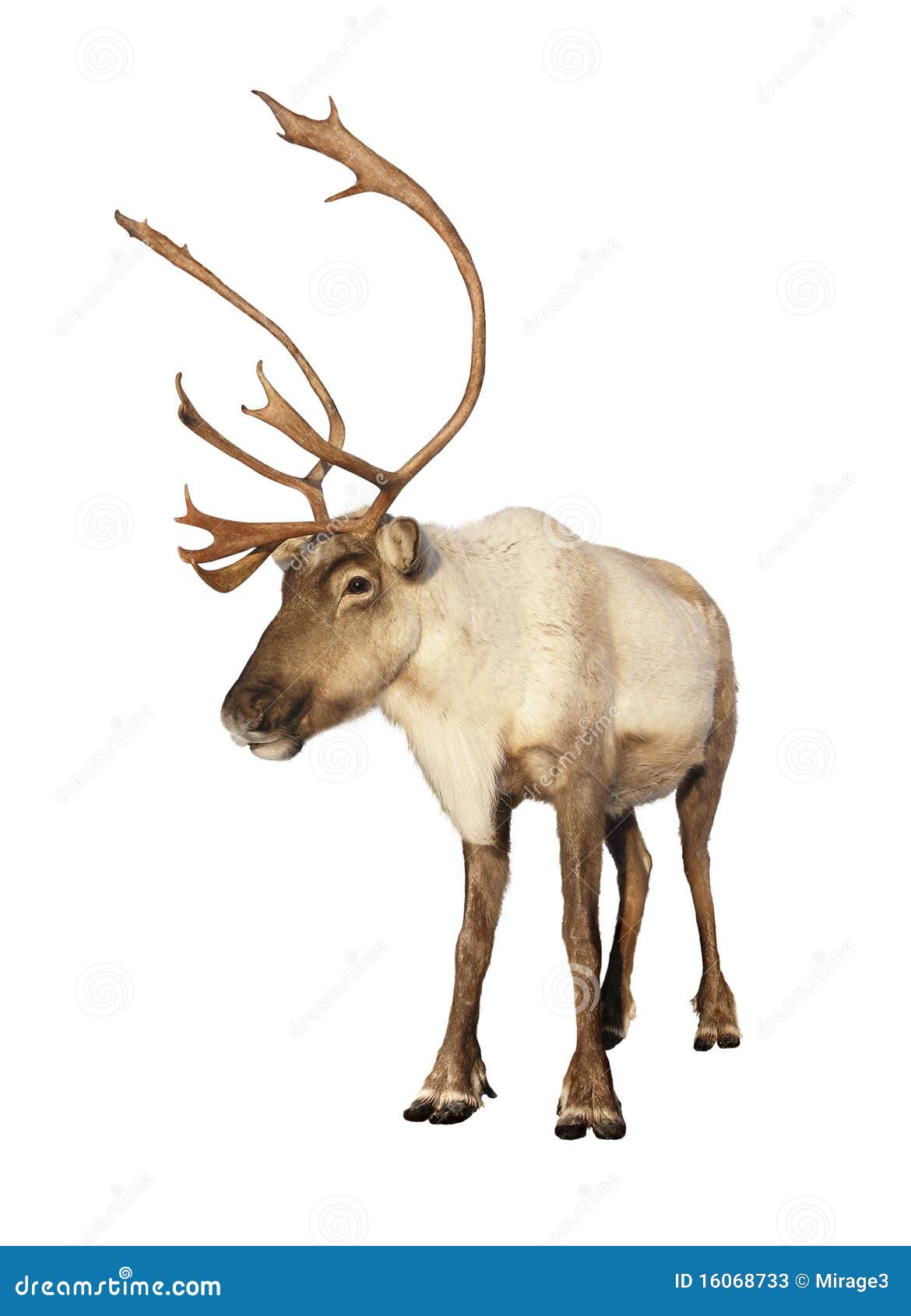 Completi La Renna Del Caribù Isolata Immagine Stock - Immagine di simbolo, sabbiare: 16068733