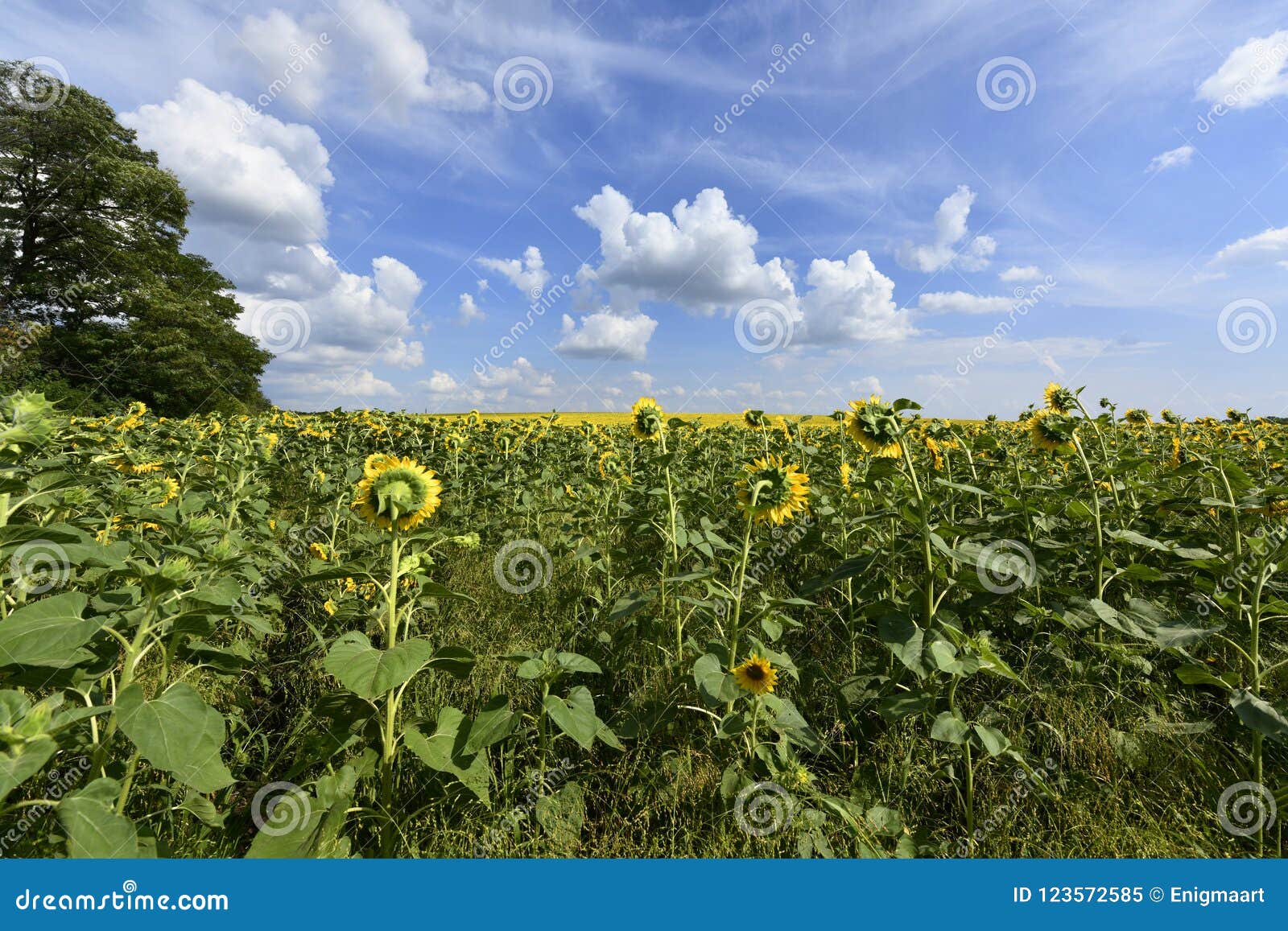 Flowering Angiosperms Plants. Stock Image Image of green, cityscape