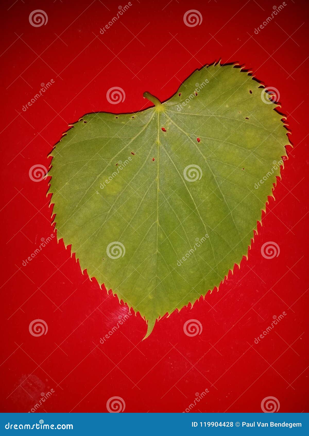 Green Leaf and Red Background Stock Photo Image of complimentary