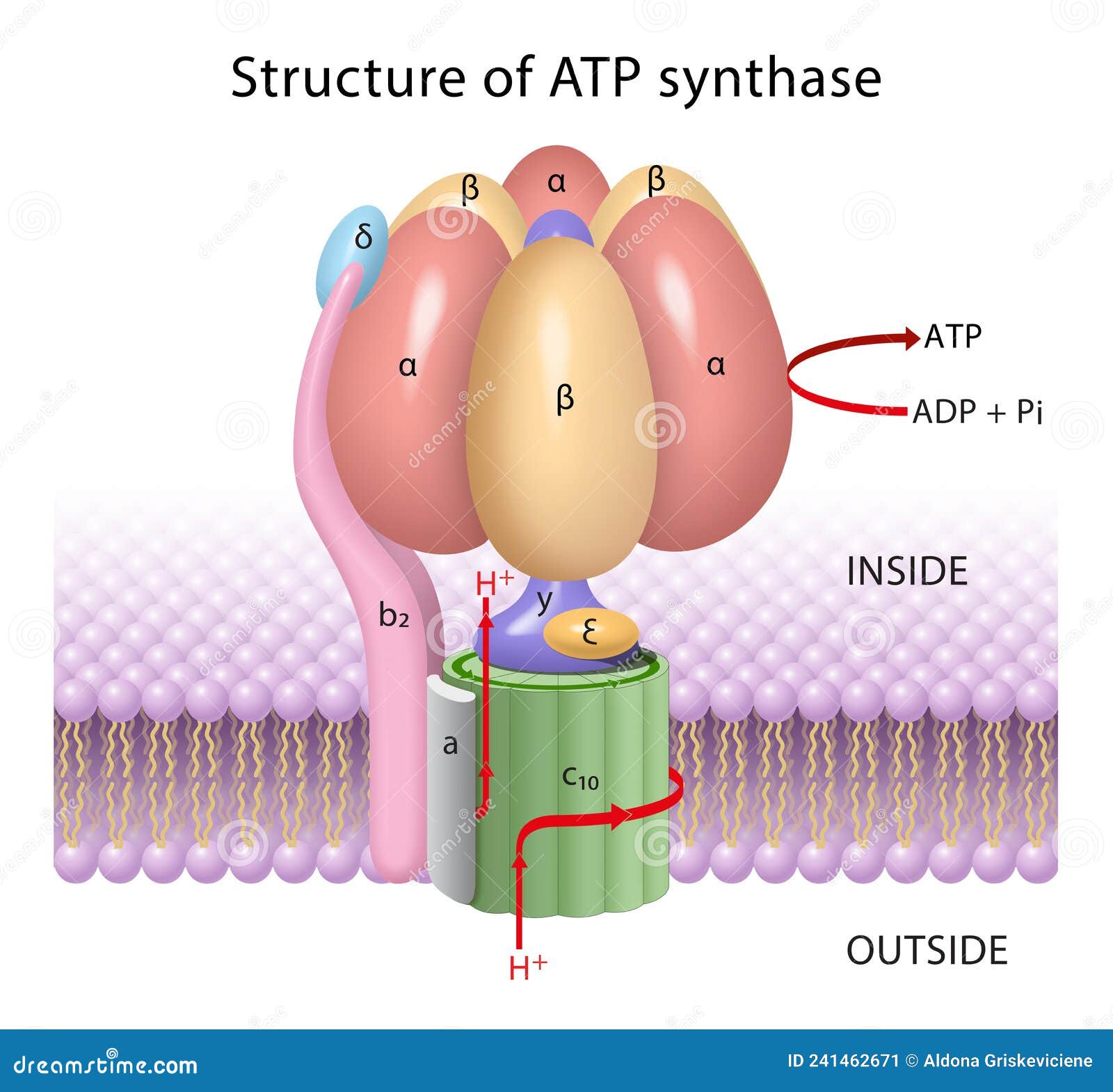 the components of atp synthase, a rotary motor