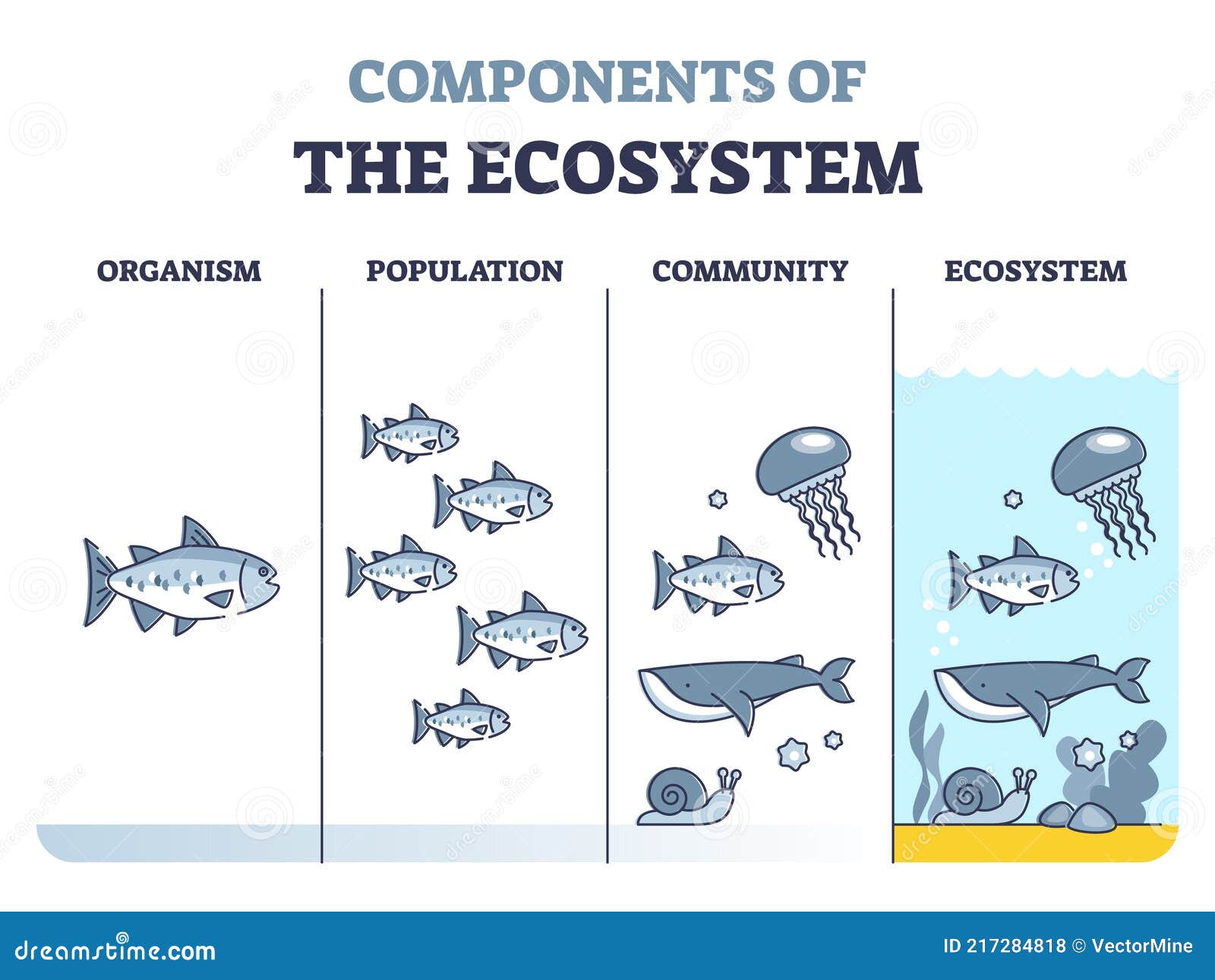 components of ecosystem as organism, population and community outline diagram