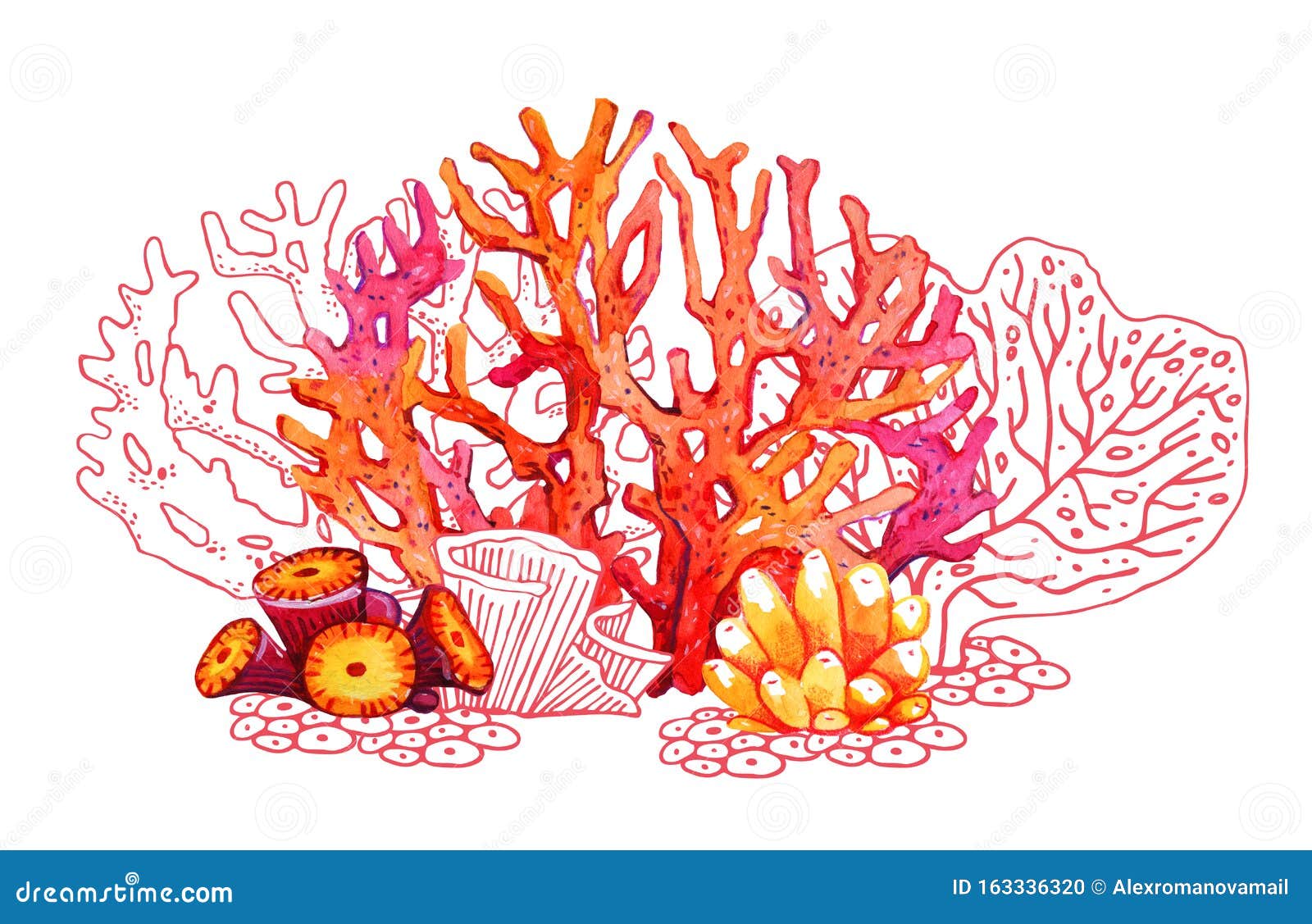 Composición Con Corales De Color De Agua Y Contorno Dibujo Dibujado a Mano  Stock de ilustración - Ilustración de nadada, coral: 163336320