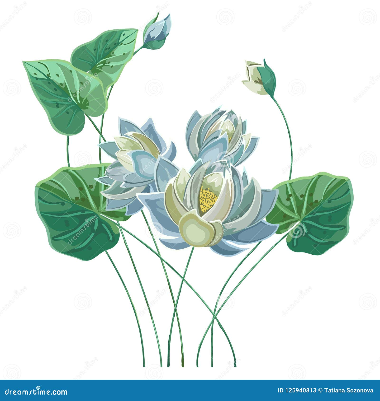 Composición De La Flor De Loto Azul Con Las Hojas Verdes Ilustración del Vector - Ilustración de agua, arte: 125940813 Composición De La Flor De Loto Azul Con Las Hojas Verdes Ilustración del Vector - Ilustración de agua, arte: 125940813