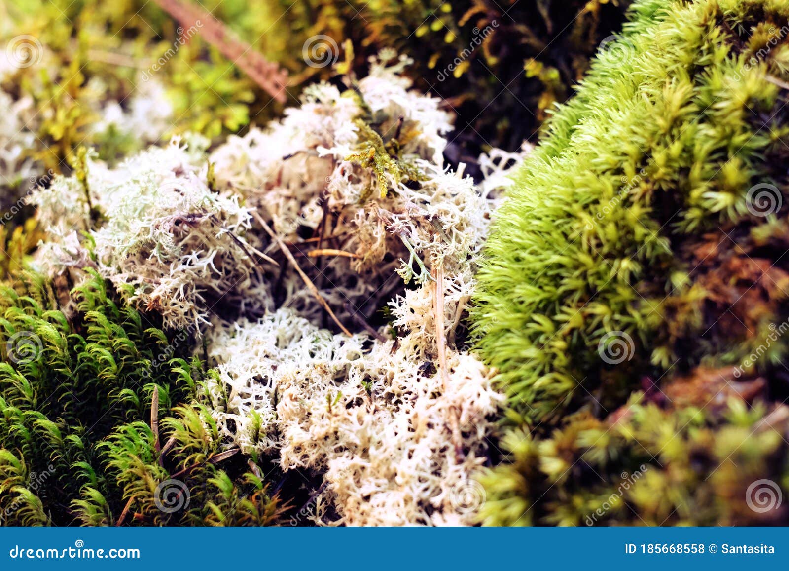 Composición De Musgo Vivo Cultivado En Invernadero. Musgo Formado En Forma  De Arbusto Redondo Como Si El Bosque En Miniatura Foto de archivo - Imagen  de envase, hoja: 185668558