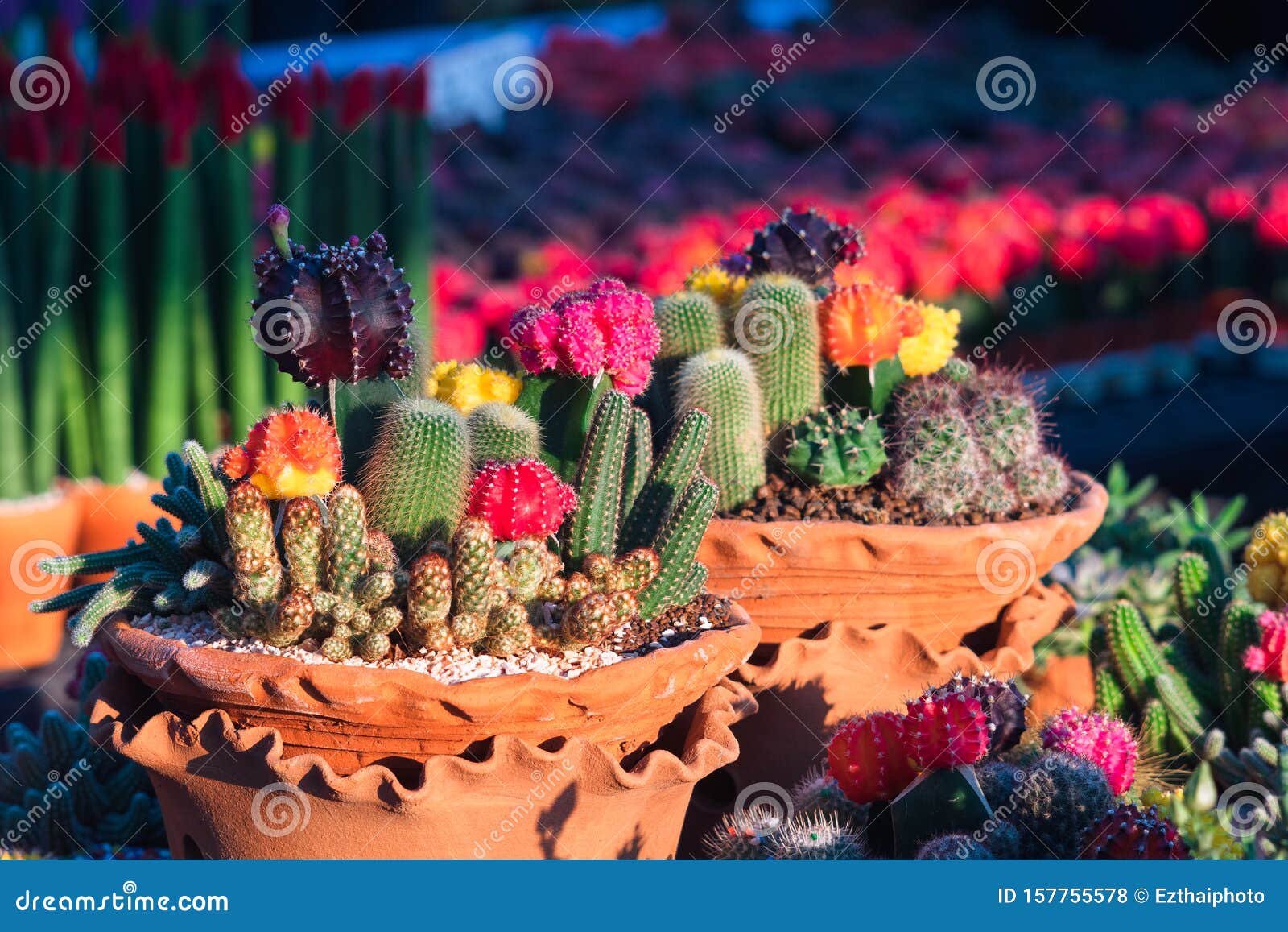 ComposiciÃ³n De PequeÃ±os Y Hermosos Arreglos De Cactus Y Succulents En  Macetas De Flores De Arcilla En La FlorerÃa. El Entorno D Foto de archivo -  Imagen de crecimiento, extracto: 157755578