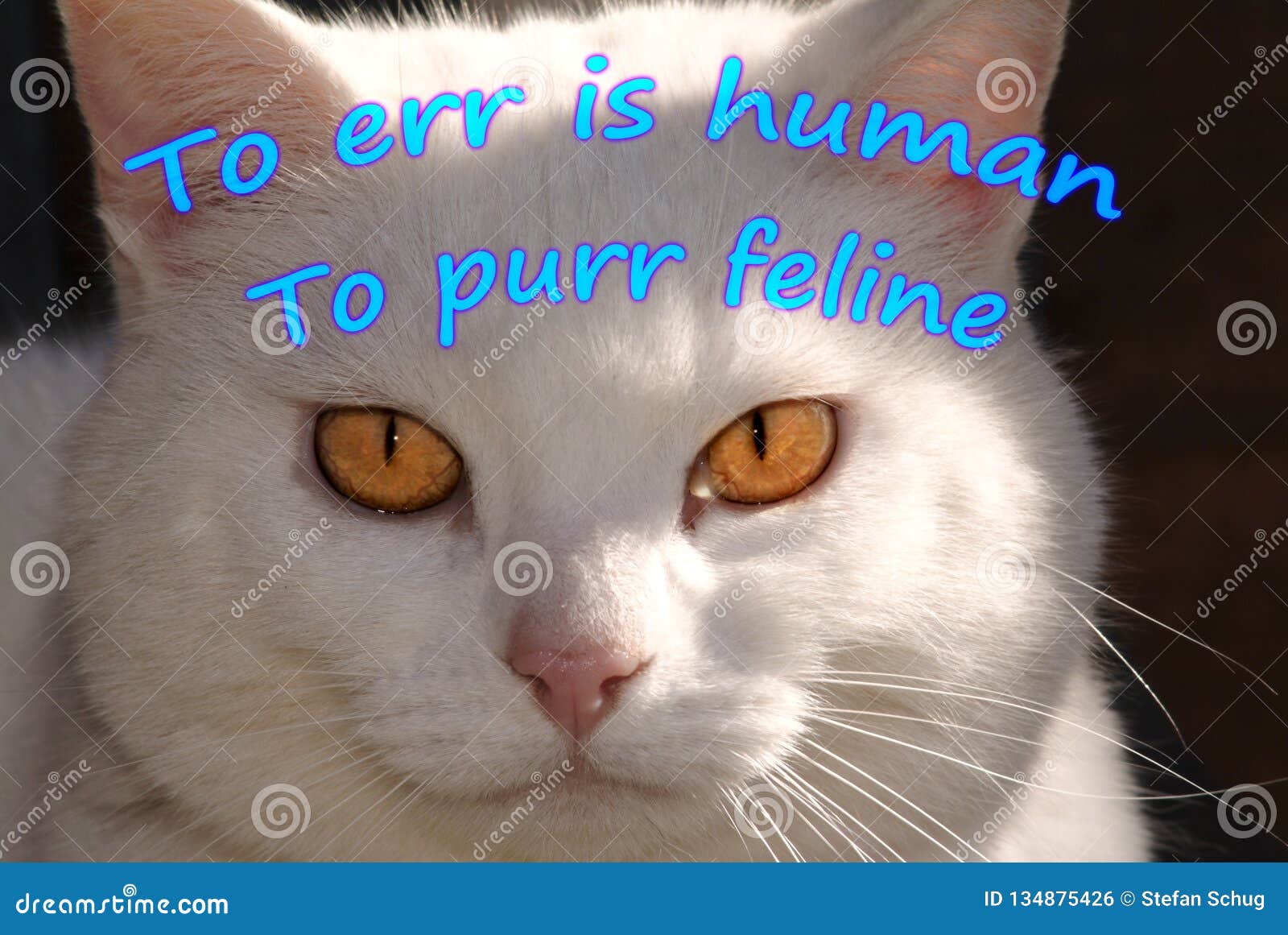 human err & feline purr