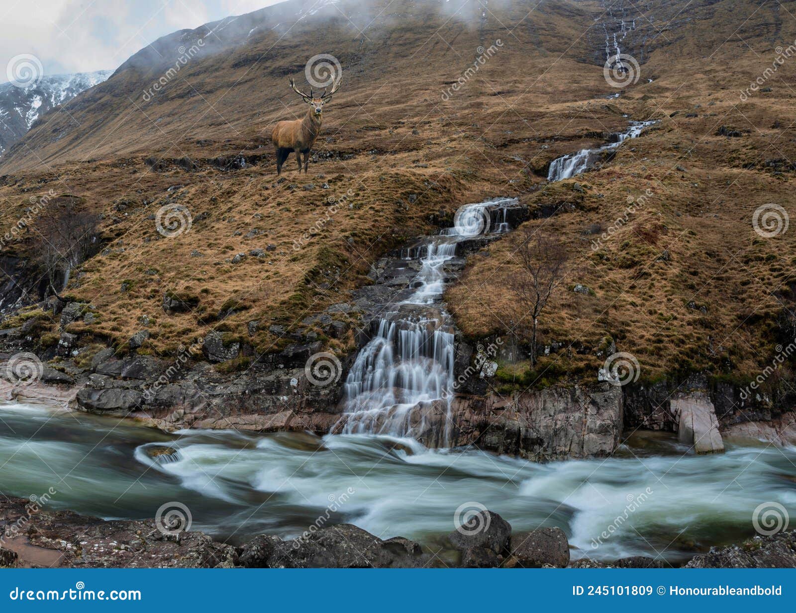 composite image of red deer stag in stunning winter landscape image of river etive and skyfall etive waterfalls in scottish